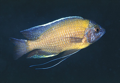 Copadichromis borleyi 'Mala Point'